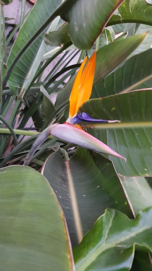 Strelitzia Park Aparthotel San Miguel de Abona Kültér fotó
