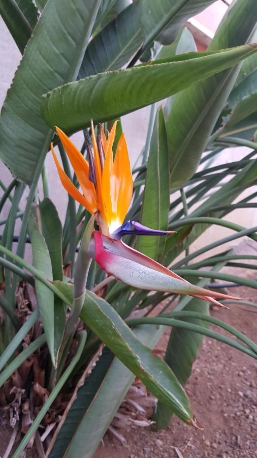 Strelitzia Park Aparthotel San Miguel de Abona Kültér fotó