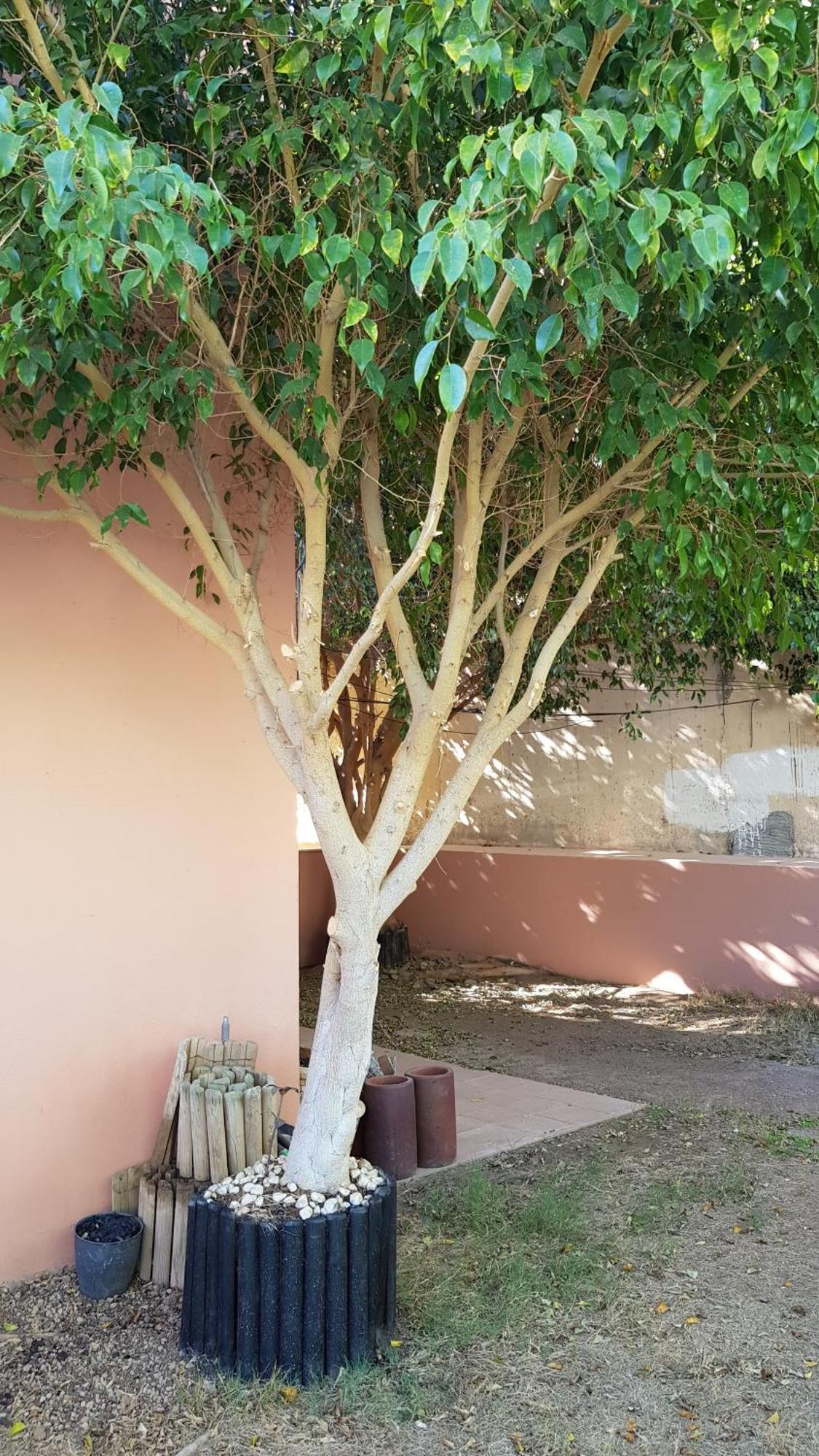 Strelitzia Park Aparthotel San Miguel de Abona Szoba fotó